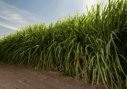ISSCT 2025: World Sugarcane Congress in Colombia