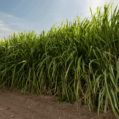 ISSCT 2025: World Sugarcane Congress in Colombia