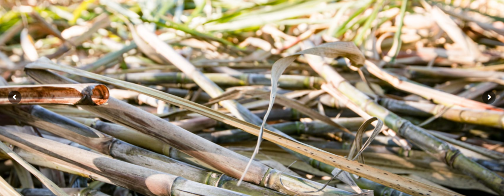 eRcane – Advancing Sustainable Sugarcane Through R&D and Industrial Innovation