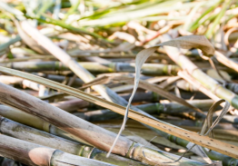 eRcane – Advancing Sustainable Sugarcane Through R&D and Industrial Innovation