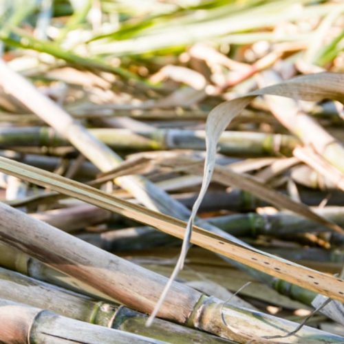 eRcane – Advancing Sustainable Sugarcane Through R&D and Industrial Innovation